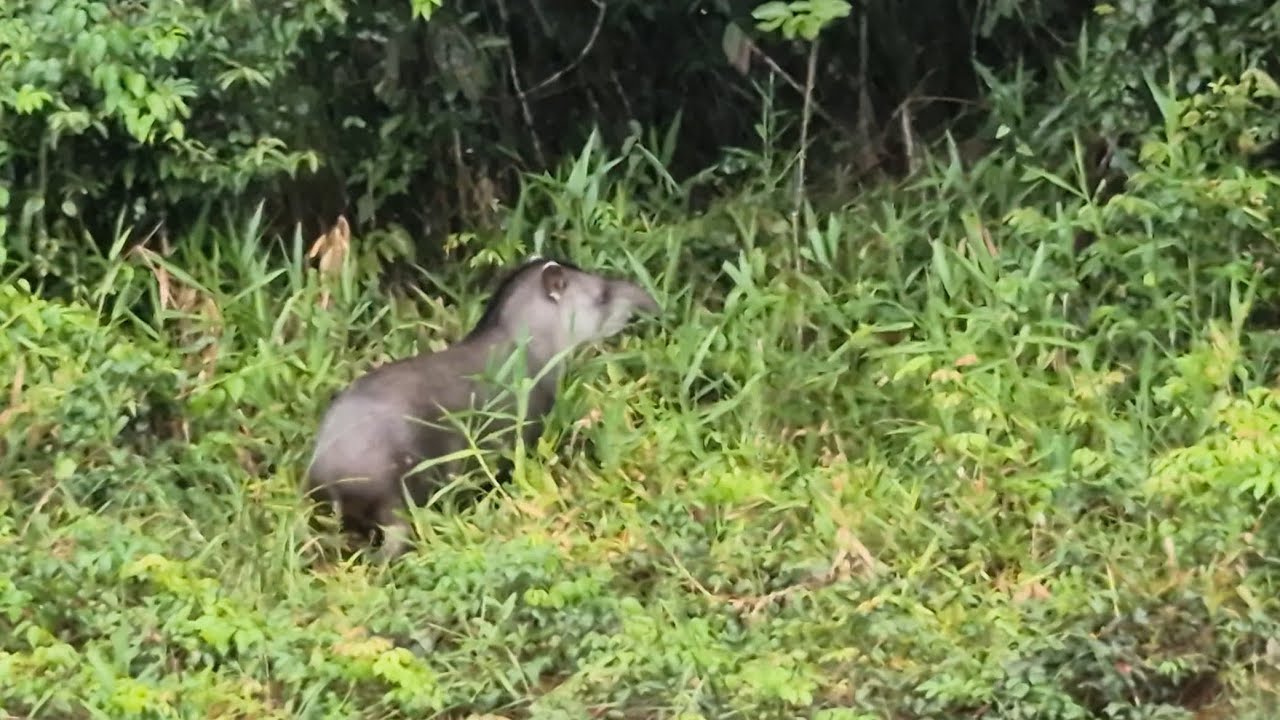 Três animais atravessou minha frente na MT220 entre Sinop e Juara!!