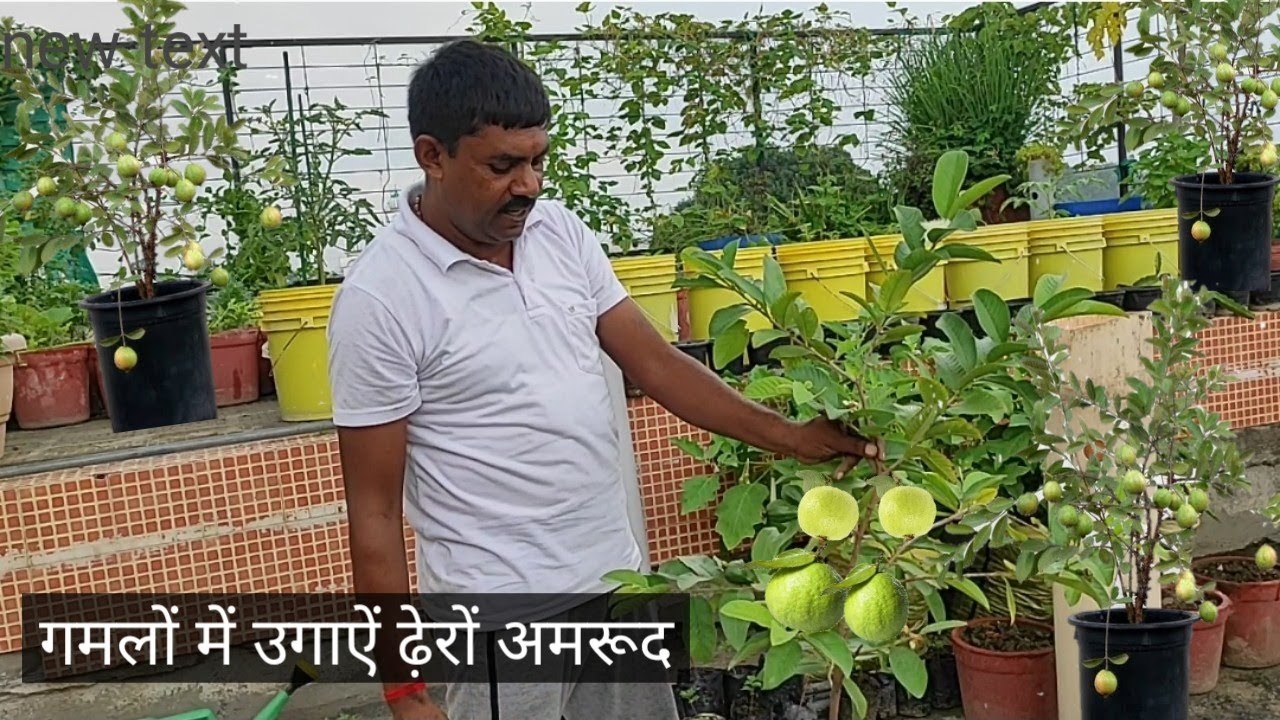 अमरूद का पौधा गमले में कैसे लगाऐं व खाद कौनसा डालेंगे जिससे पौधे पर खुब फल लगेंगे