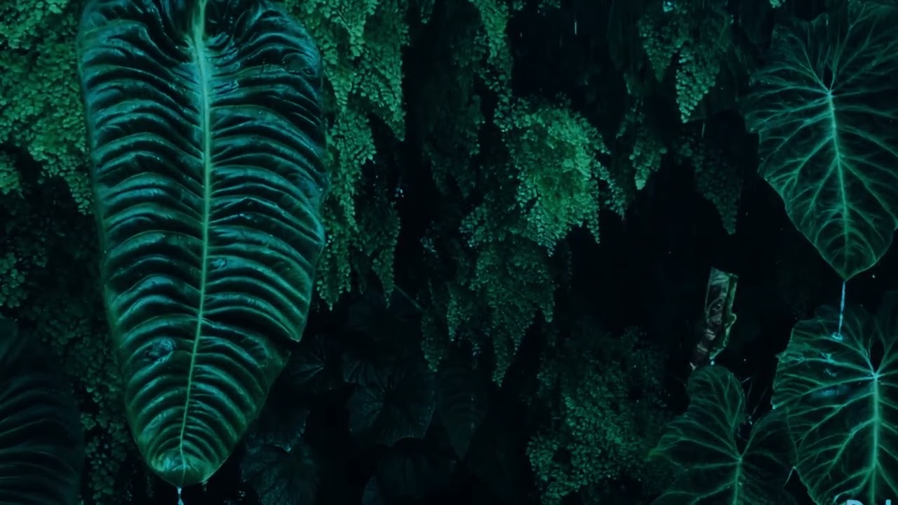 Soothing Rain Sounds in an Aroid Garden for Sleep | Fall Asleep Quickly with These Calming Sounds