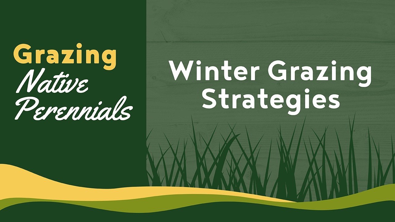Winter Grazing Strategies with Greg Judy of Green Pastures Farm - Grazing Native Perennials