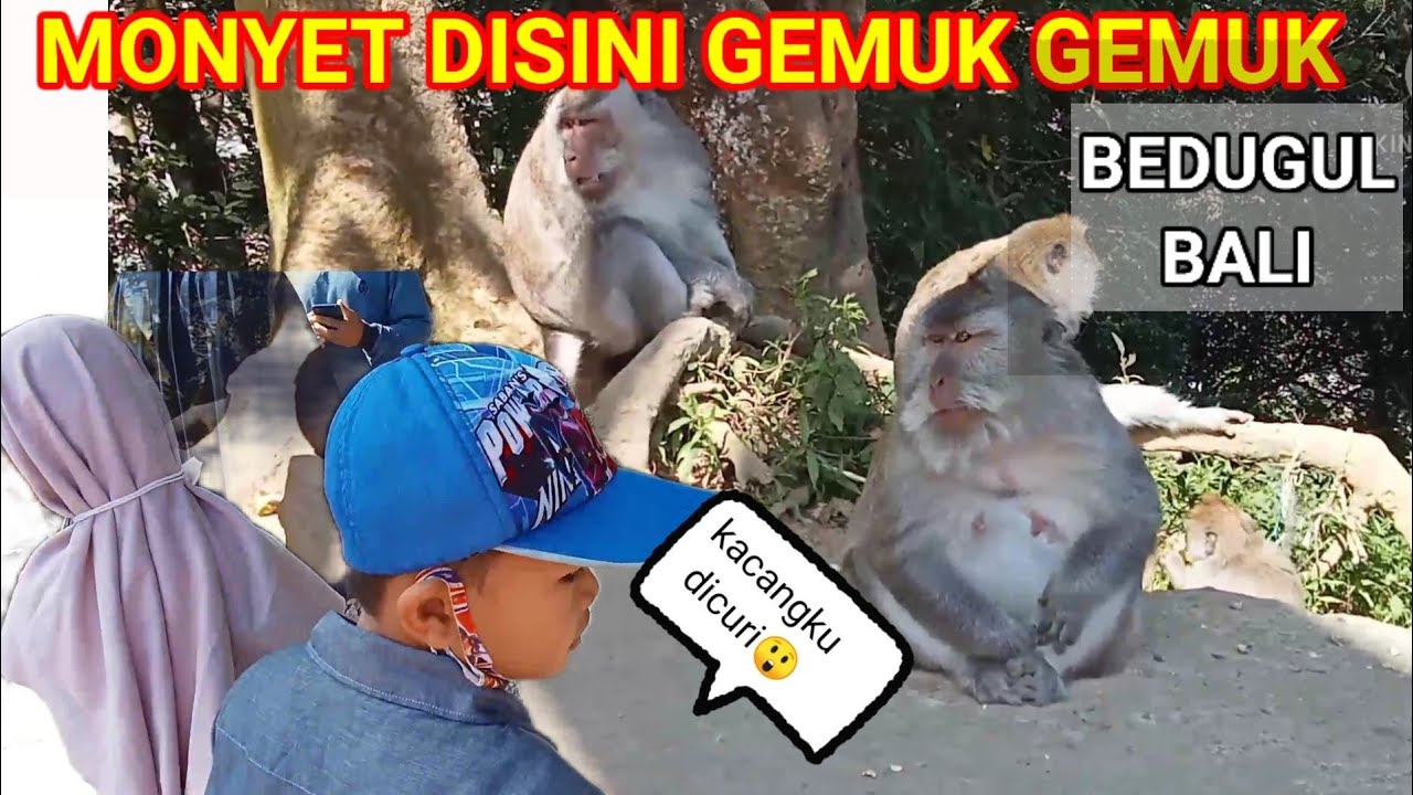 MONYET DISINI GEMUK GEMUK (kacangnya kakak Azam dicuri😀)