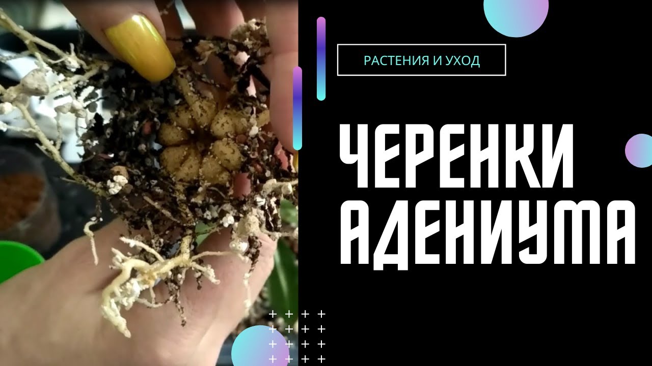 Адениум. Посадка черенков в перлит. #адениум