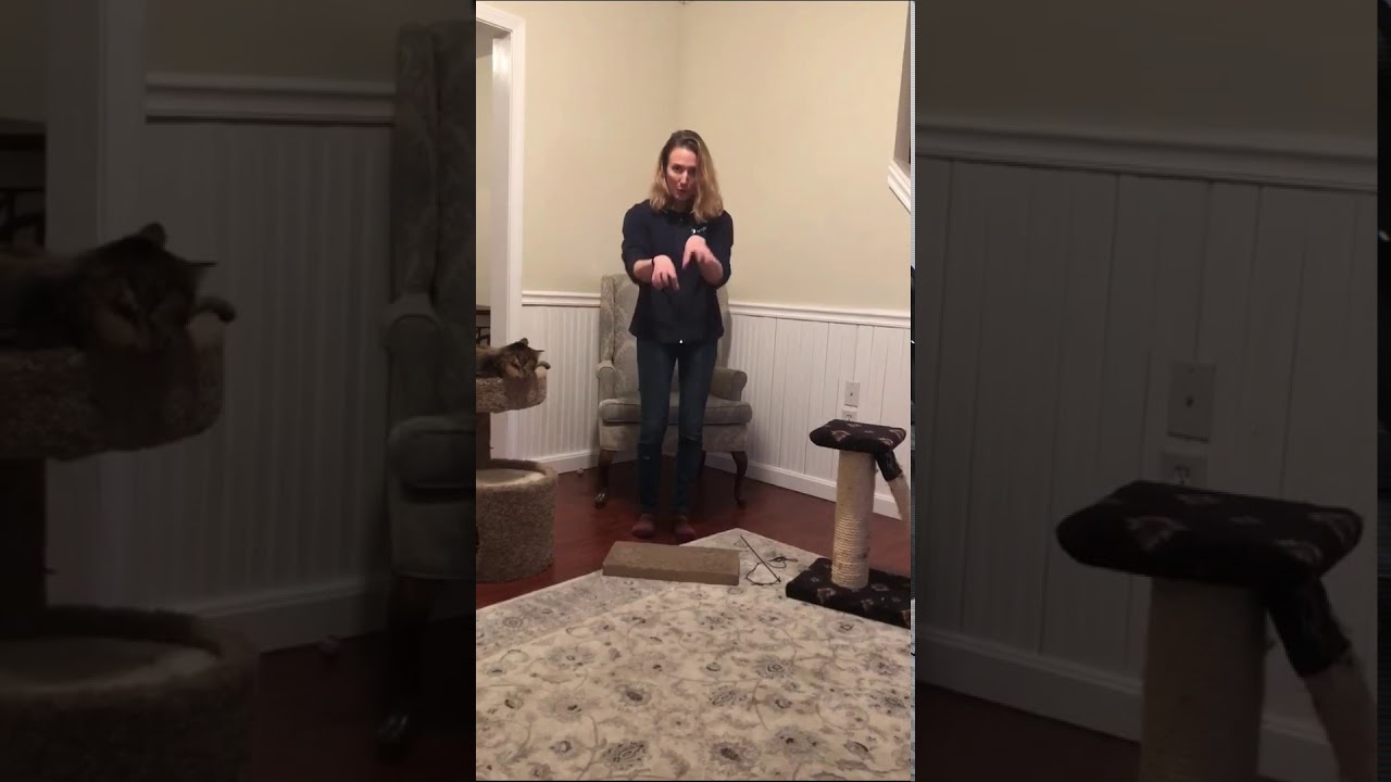 Everything You Ever Needed to Keep Your Cats Entertained