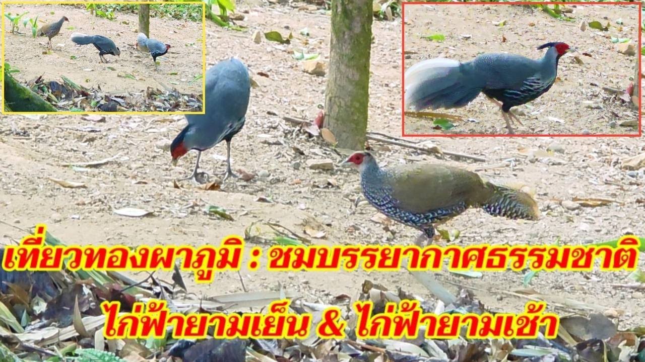 เที่ยวทองผาภูมิ : ชมบรรยากาศธรรมชาติ ไก่ฟ้ายามเย็น & ไก่ฟ้ายามเช้า @sansonyoutube 