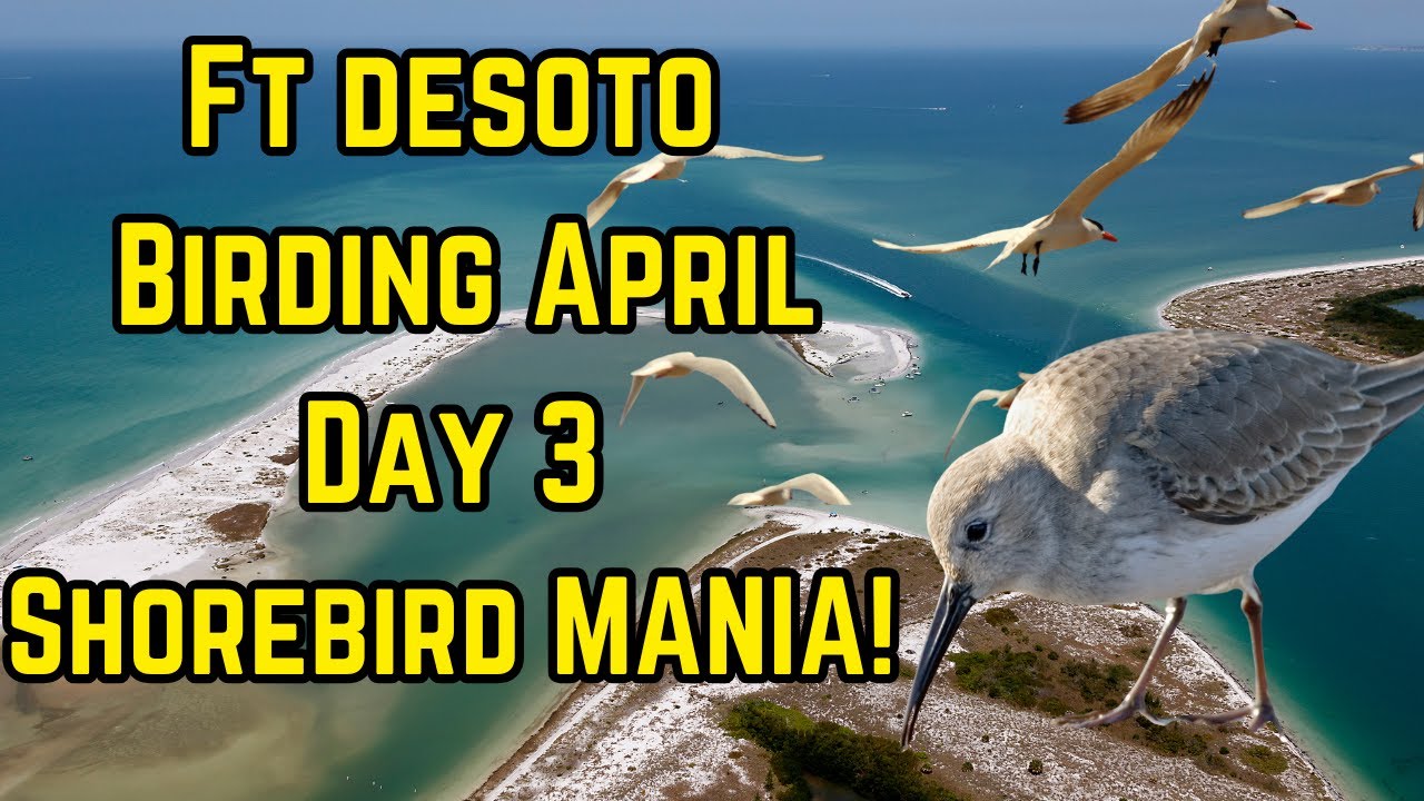 Fort De Soto Birding: Shorebird Jackpot (Best Day Ever)