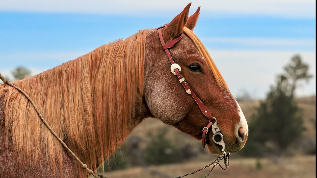 Bet Hes a Boonlight 5 year old AQHA Gelding - Pitchfork Horse Sale 2025