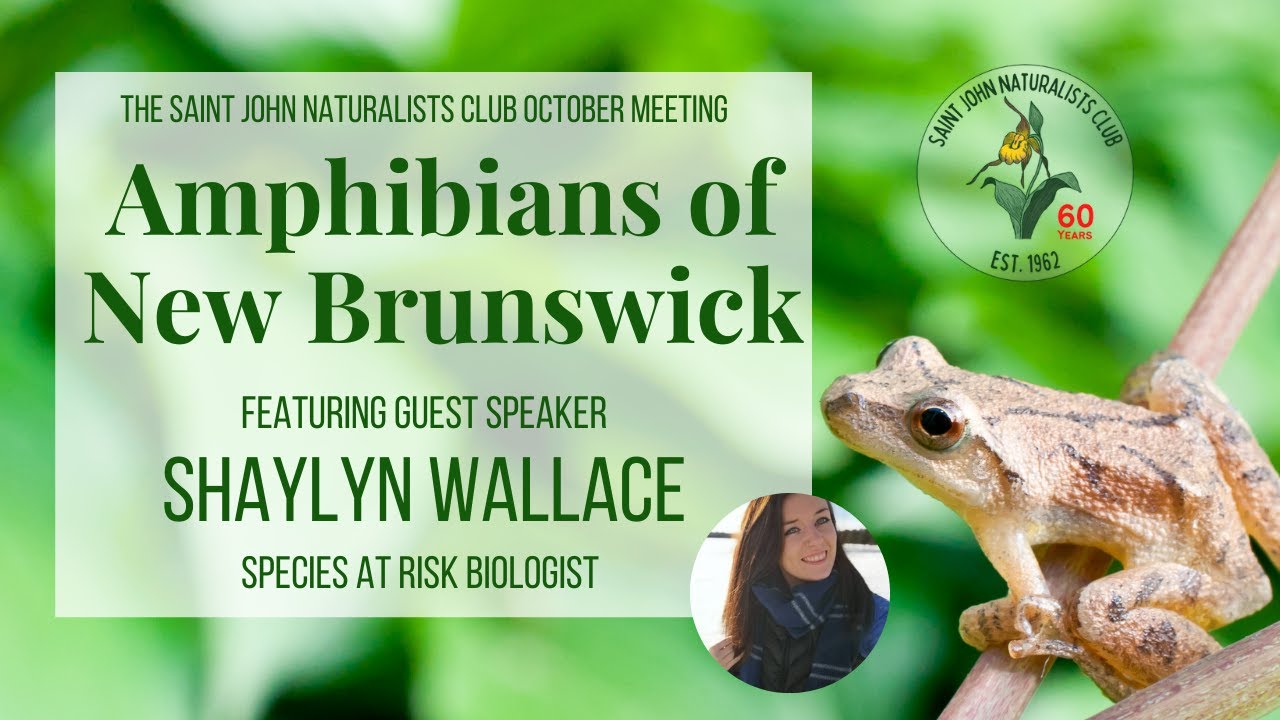Amphibians of New Brunswick with Shaylyn Wallace - Saint John Naturalists Club