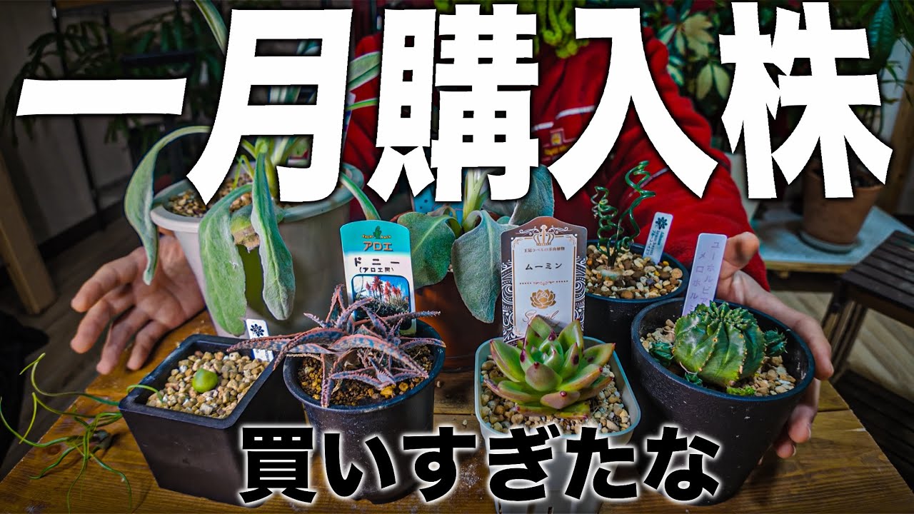 1月にお迎えした植物を一挙紹介！