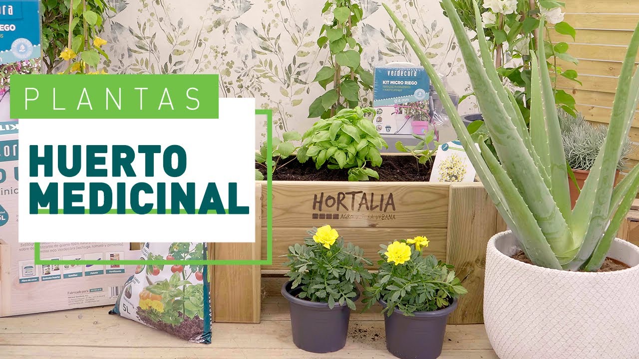 Plantas medicinales para cultivar en casa | Plantas en VERDECORA