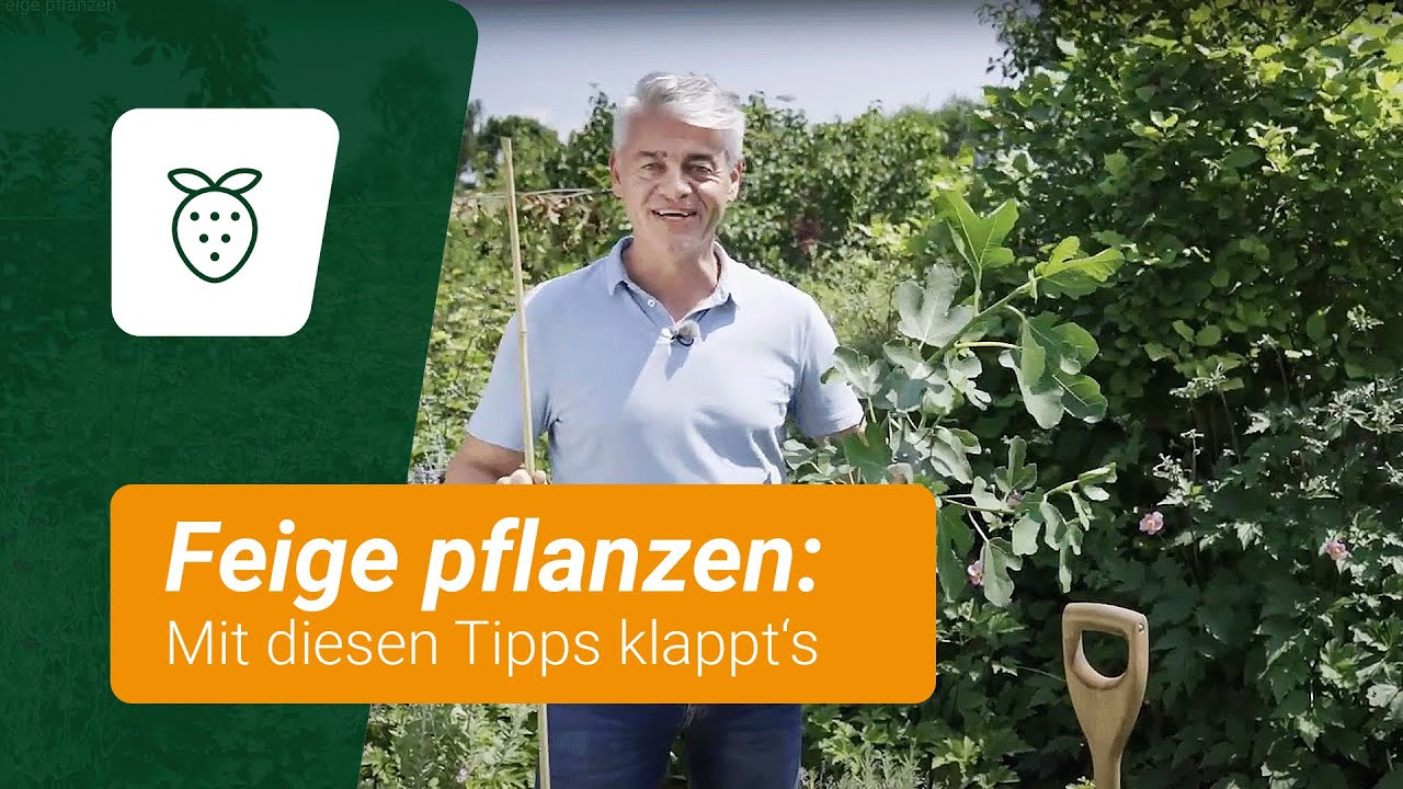 Feige pflanzen: Mit diesen Tipps klappt's