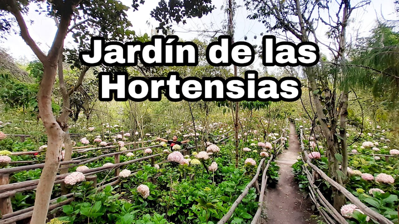Jardín de las Hortensias, Rutas y Costos - Como Llegar / Cajamarca Perú