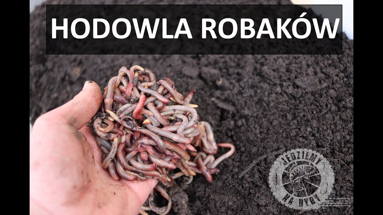 Oszczędzaj na robakach - HODOWLA DENDROBENY - Wędkarski Coach
