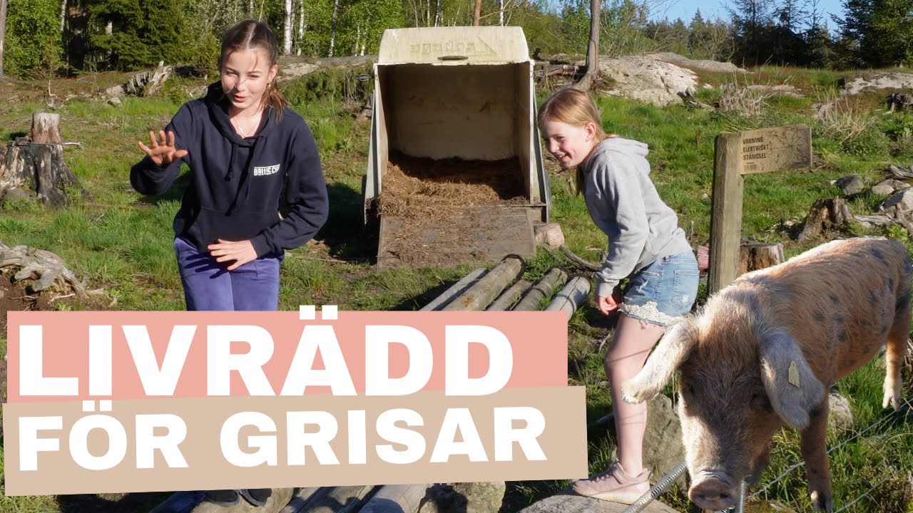 Hailey får panik, rädd för grisar & lockar på älgar - Tvådagars LÅNG vlogg