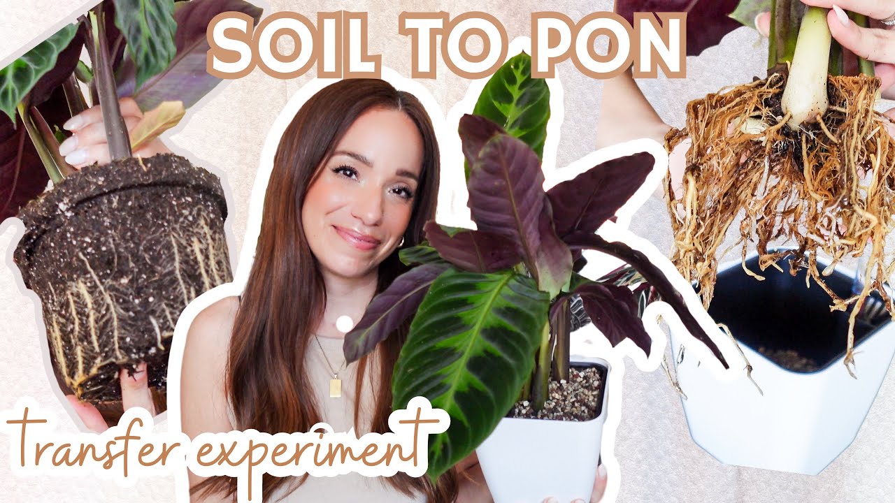 soil to PON transfer experiment + 2 week update✨ calathea jungle velvet🌱