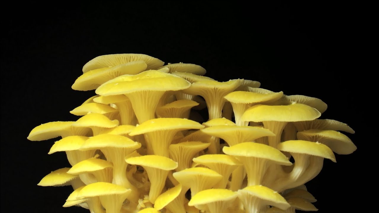 Mushroom Growth | Time Lapse Compilation