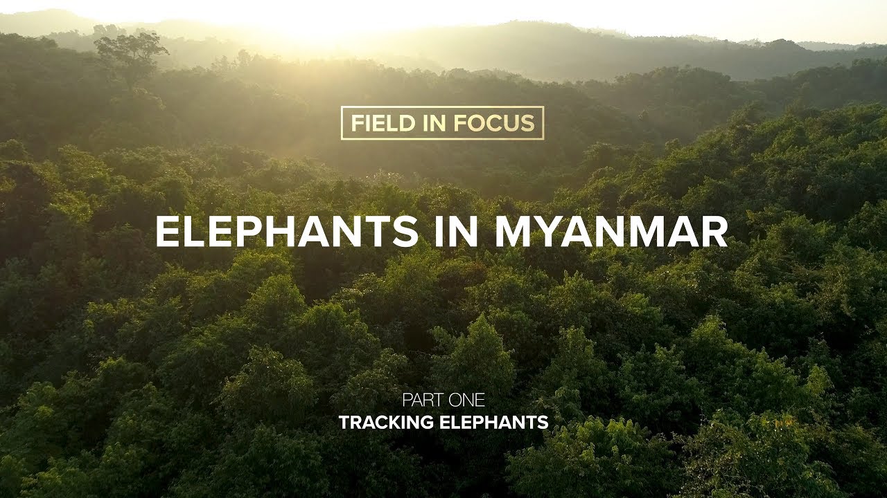 FIELD IN FOCUS | Elephants in Myanmar: Tracking Elephants