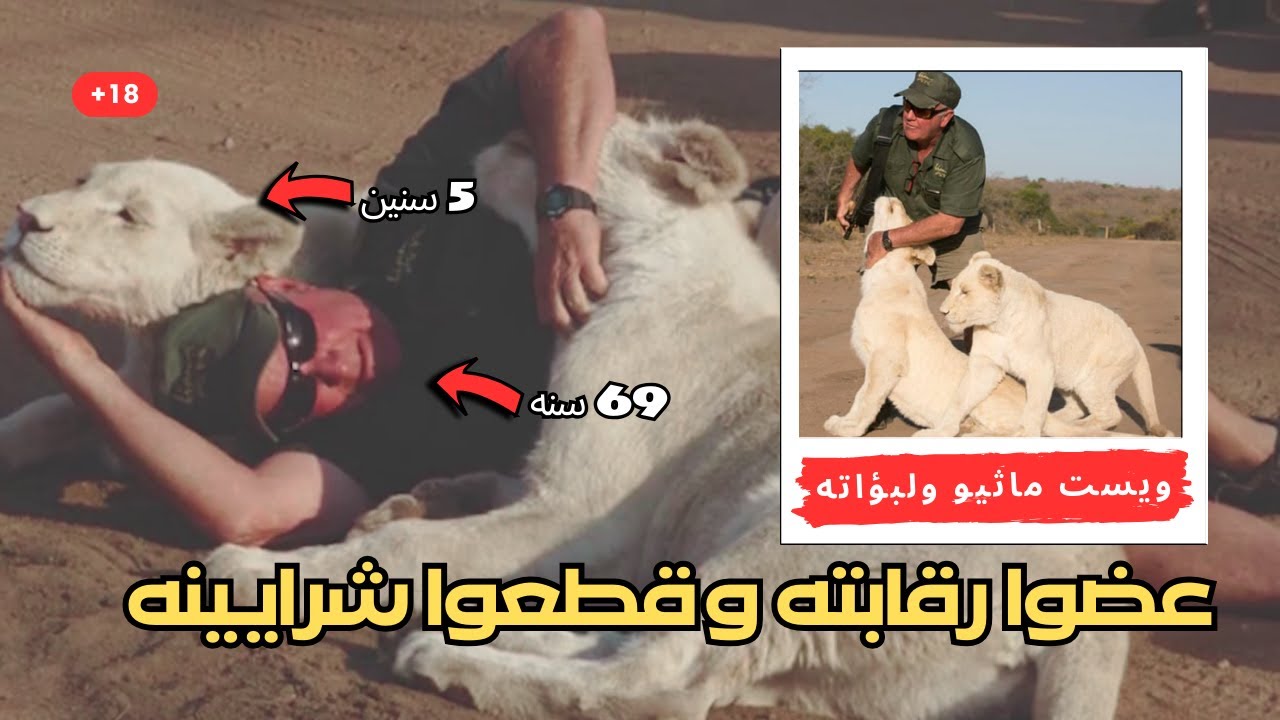 انقذ اللبؤات من الصيد وقتلوه | الدقائق الاخيره المرعبه لويست ماثيو عندما اكلته أسوده البيضاء