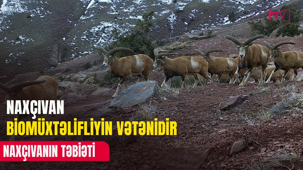NAXÇIVANIN TƏBİƏTİ  16.06.2025