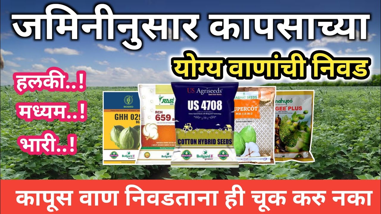 जमिनीनुसार कापसाच्या योग्य वाणांची निवड / हलक्या मध्यम भारी जमिनीसाठी कापूस वाण / Top cotton variety