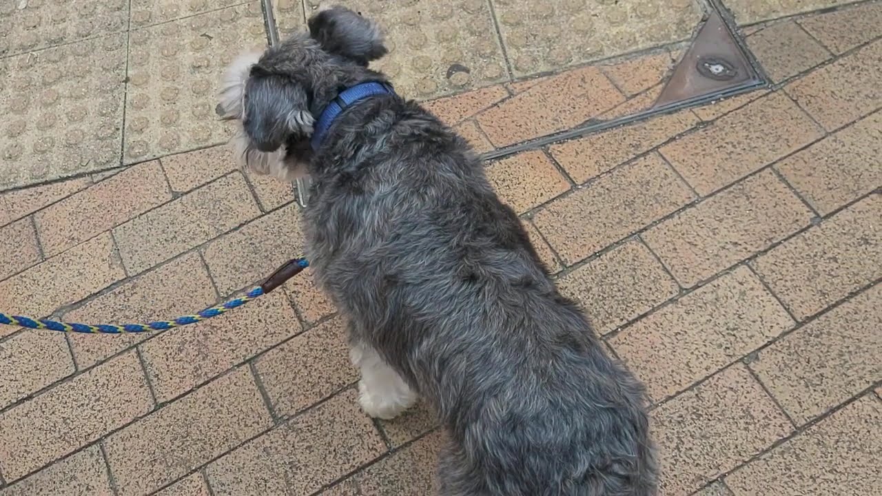Walking with Sweet and Lovely Puppy.