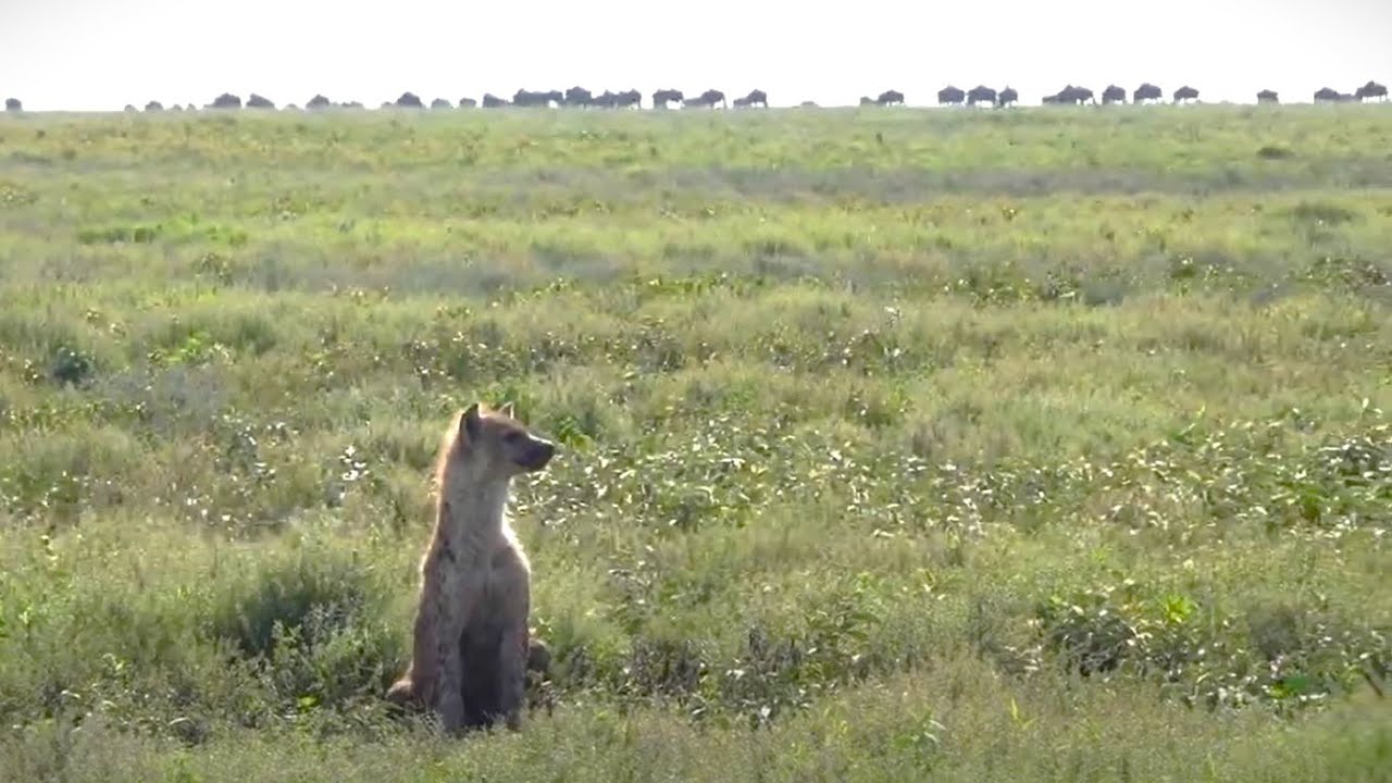 lone juvenile hyena watches wildebeest migration
