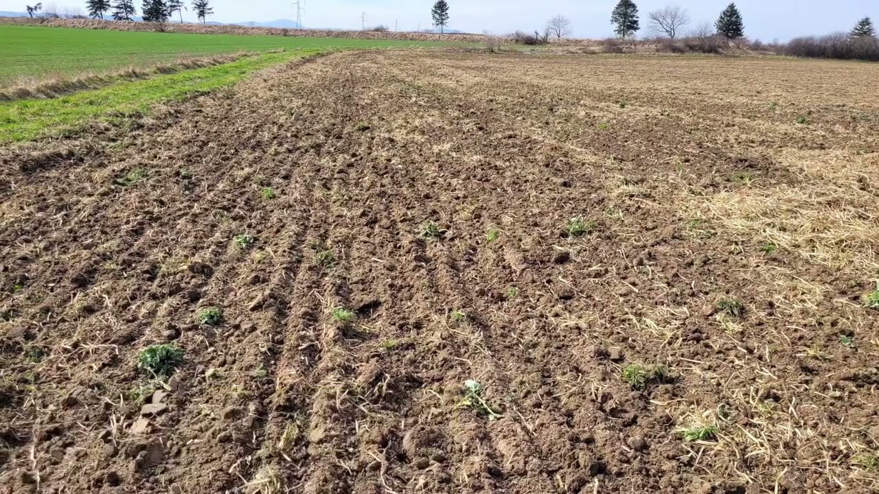 Uprawa poplonów pod kukurydze. Kubota M7152 Premium KVT i Mandam Gal 3m