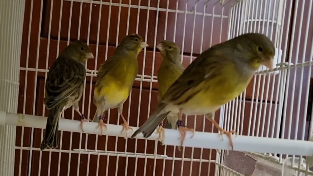 Sesión de audición para ir seleccionando los lotes. A disfrutar !! 👍🐤