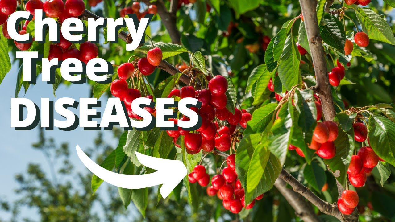 10 Common Cherry Tree Diseases