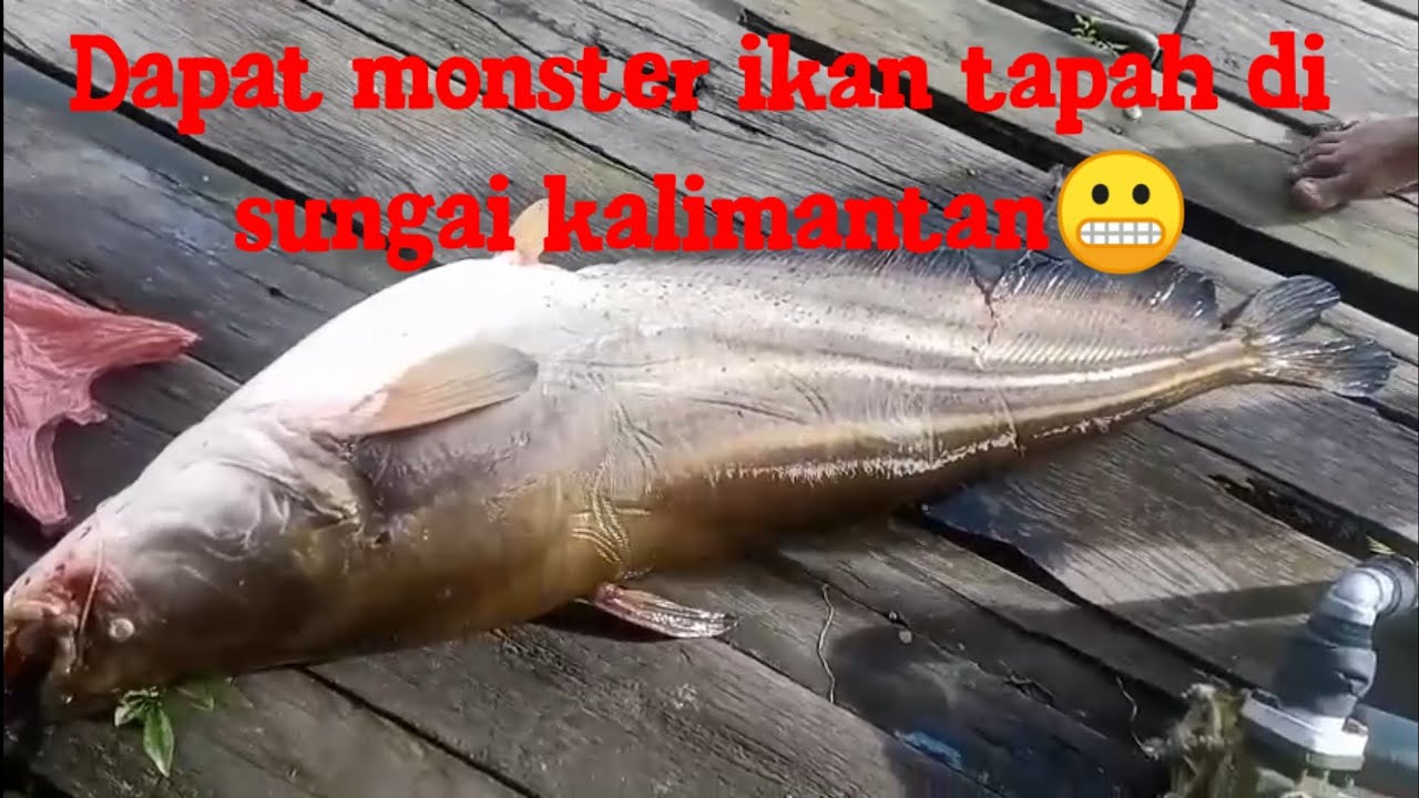 .ngeri ikan tapah di Kalimantan monster