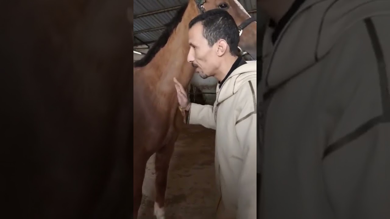 مربي الخيول من عادات الآباء ةالأجداد (النخل)
الجزء الأول