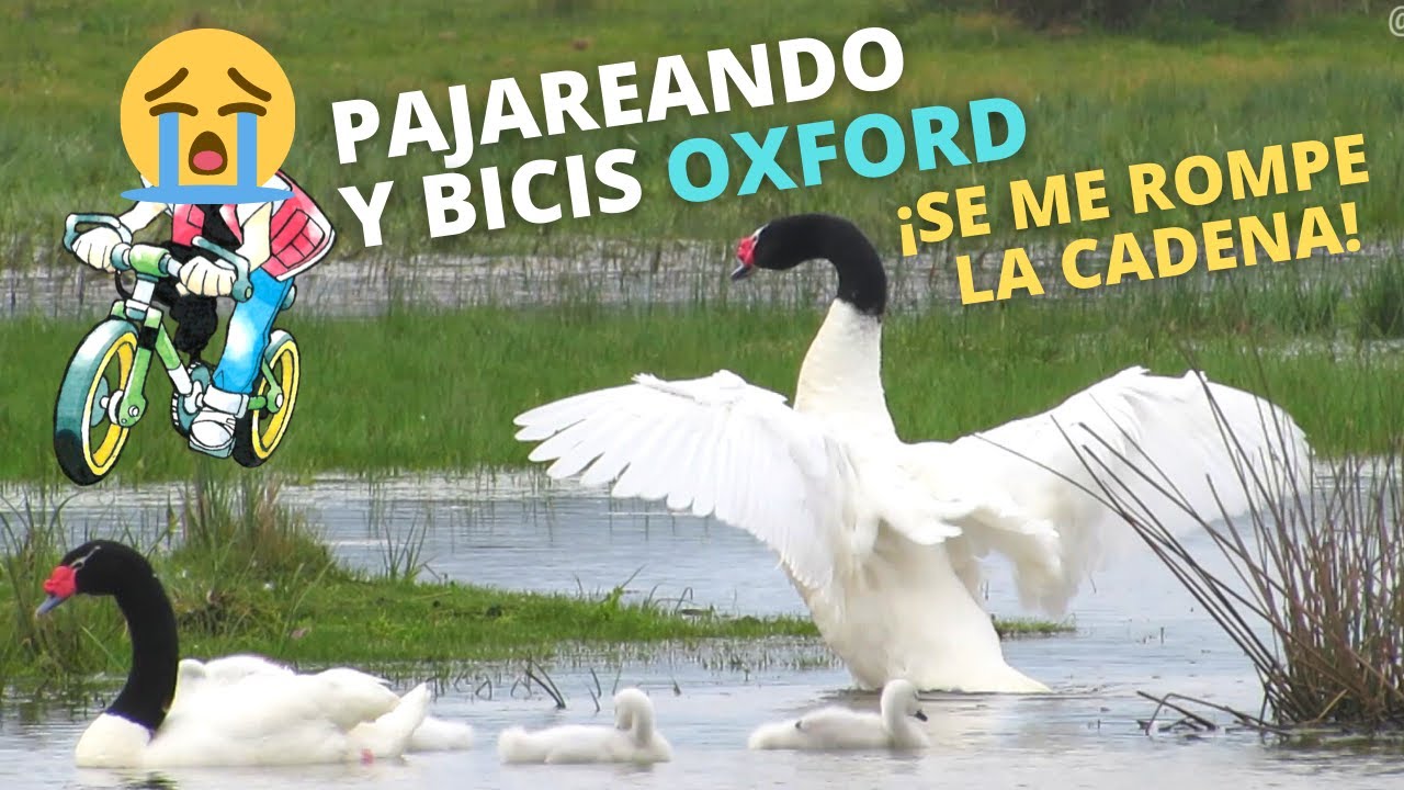 Pajareando con la Orion 4  rompiendo cadenas 💥 y conociendo la Oxford Polux 7🚵