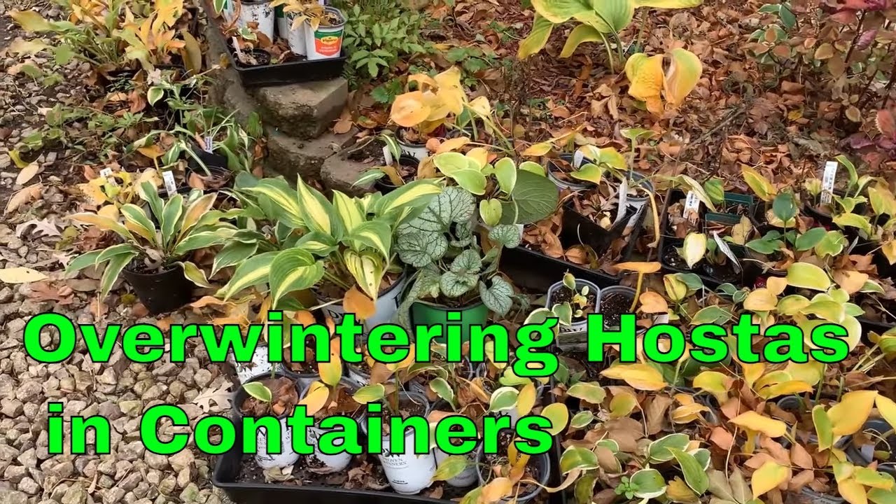 How To Overwinter 200+ HOSTAS in Pots in Cold Climates 🍃🙂🌿