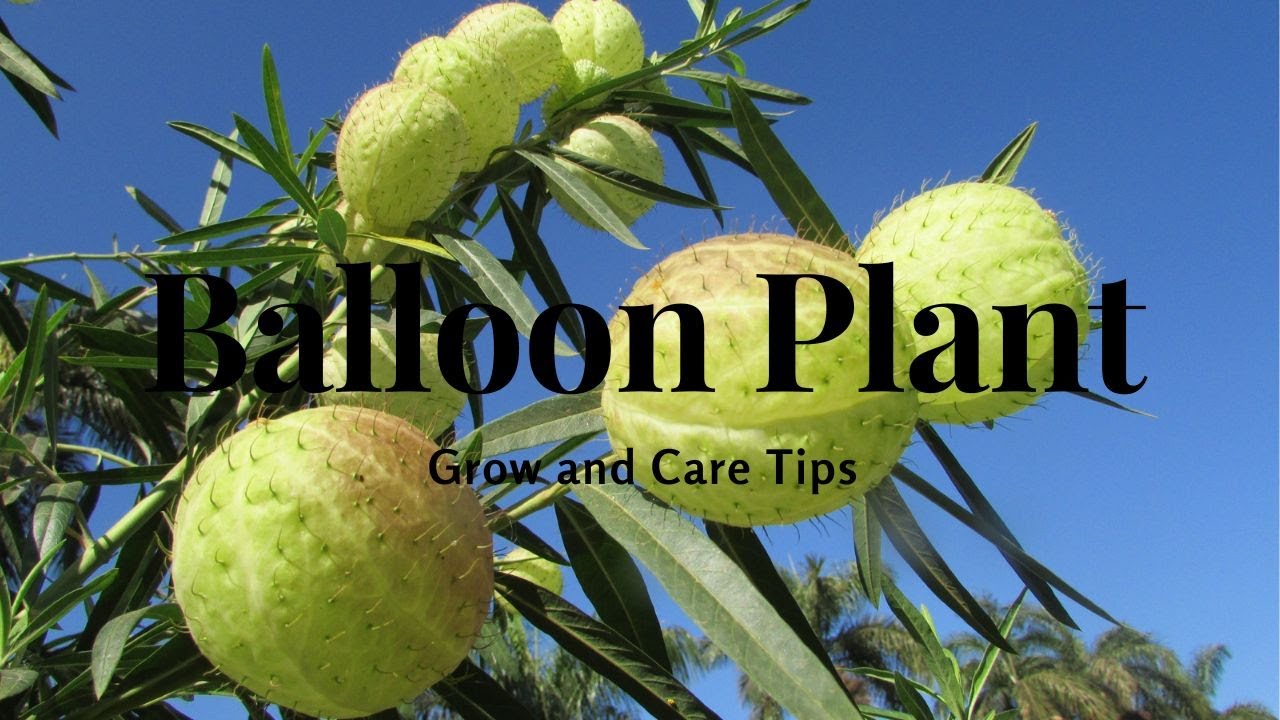 Balloon Plant: Grow and Care Tips