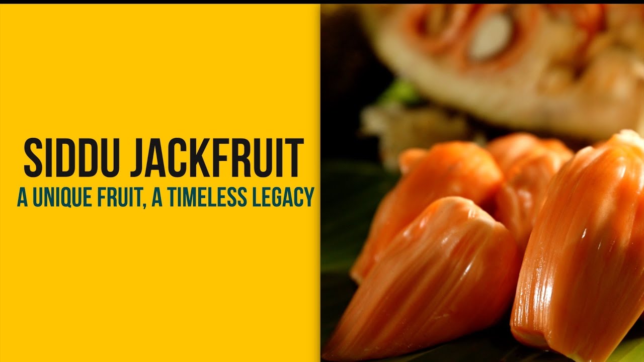 Siddu Jackfruit | A Unique Fruit, A Timeless Legacy