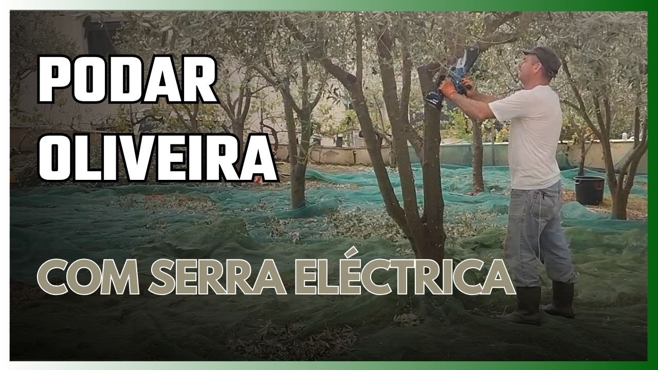 Limpeza da oliveira com serra de poda a bateria