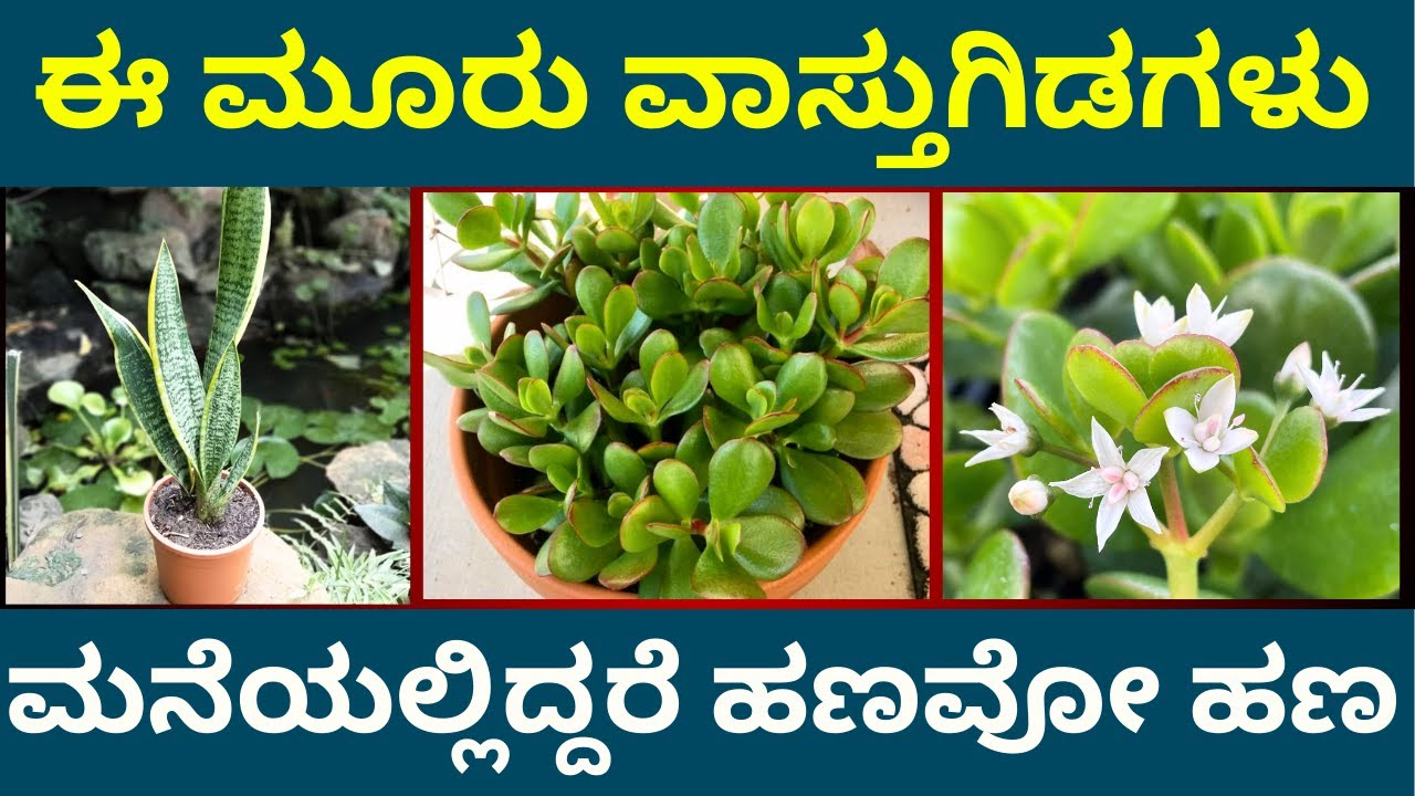 ಈ 3 ವಾಸ್ತು ಗಿಡ ಮನೆಯಲ್ಲಿದ್ರೆ ಶ್ರೀಮಂತರಾಗ್ತೀರ lucky indoor vastu plants astrology