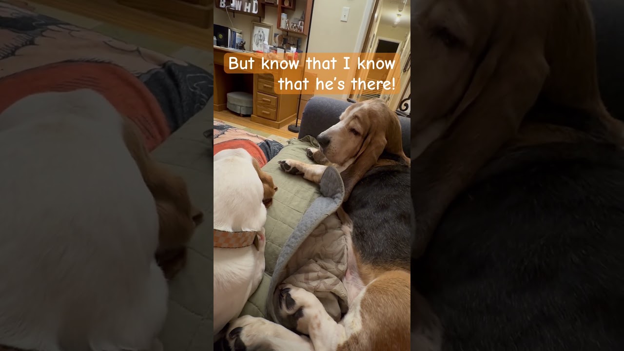 I see him, Mom! #lifewithdogs