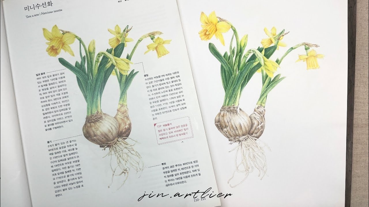미니수선화 같이 그려요 / paint with me | botanical art