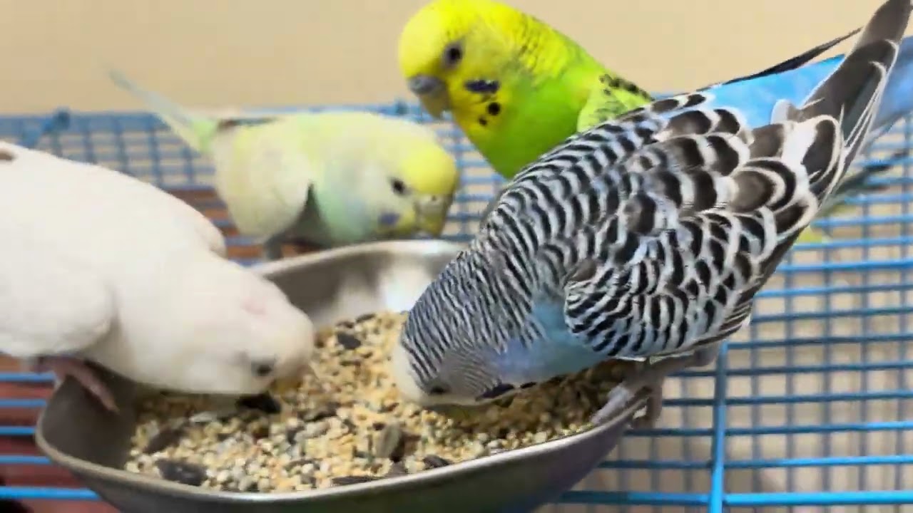 Bird food yummy 