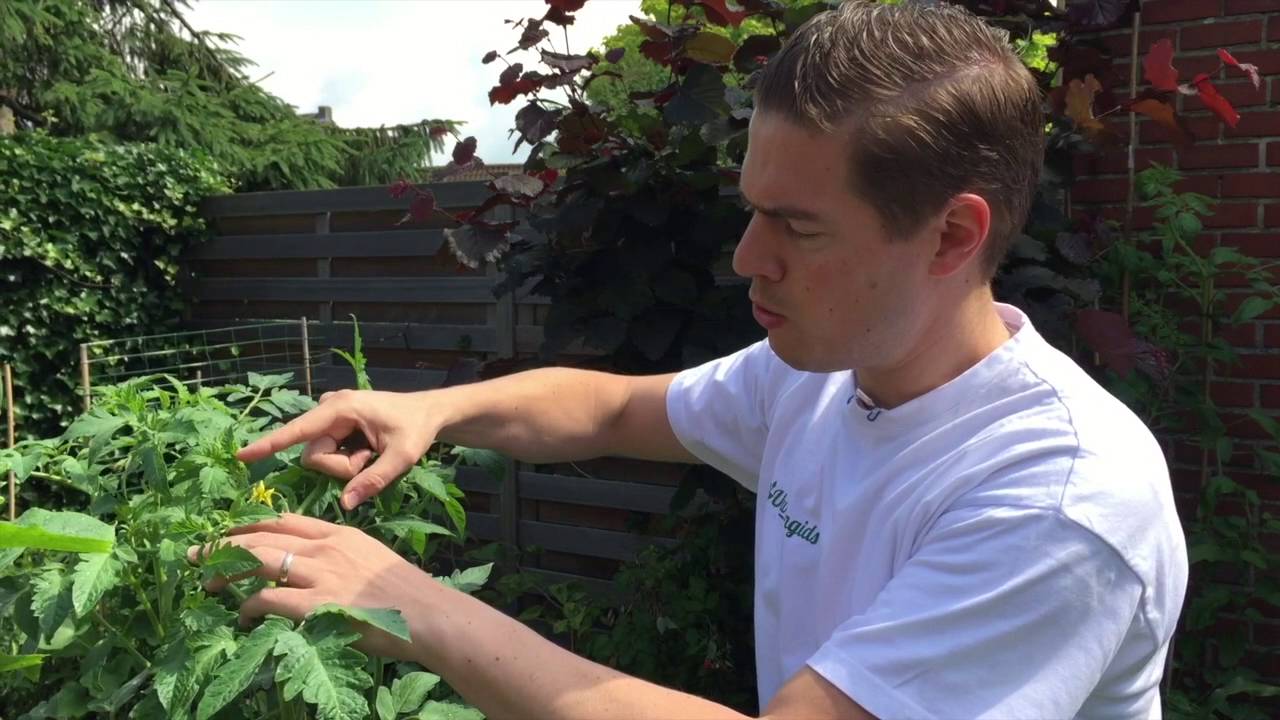 Het belang van insecten voor de bestuiving in jouw moestuin
