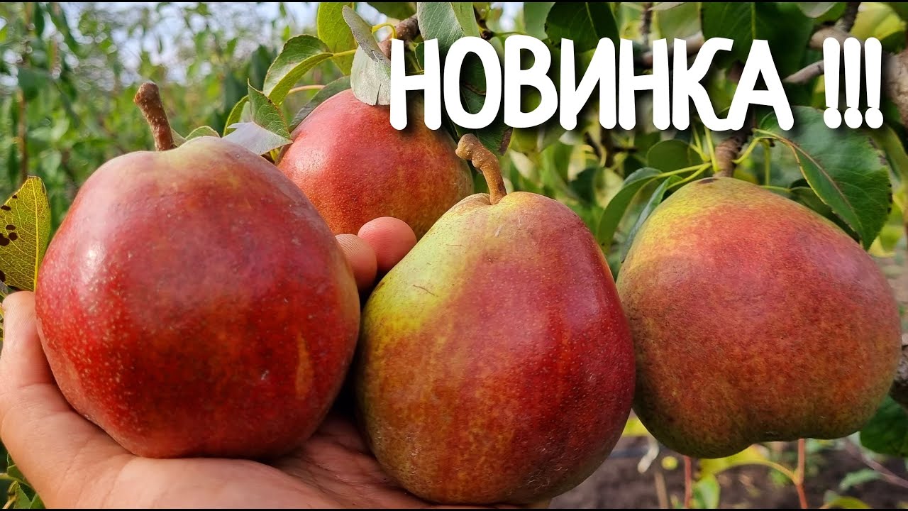 Груша Світ Сенсейшн / Pear Sweet Sensation