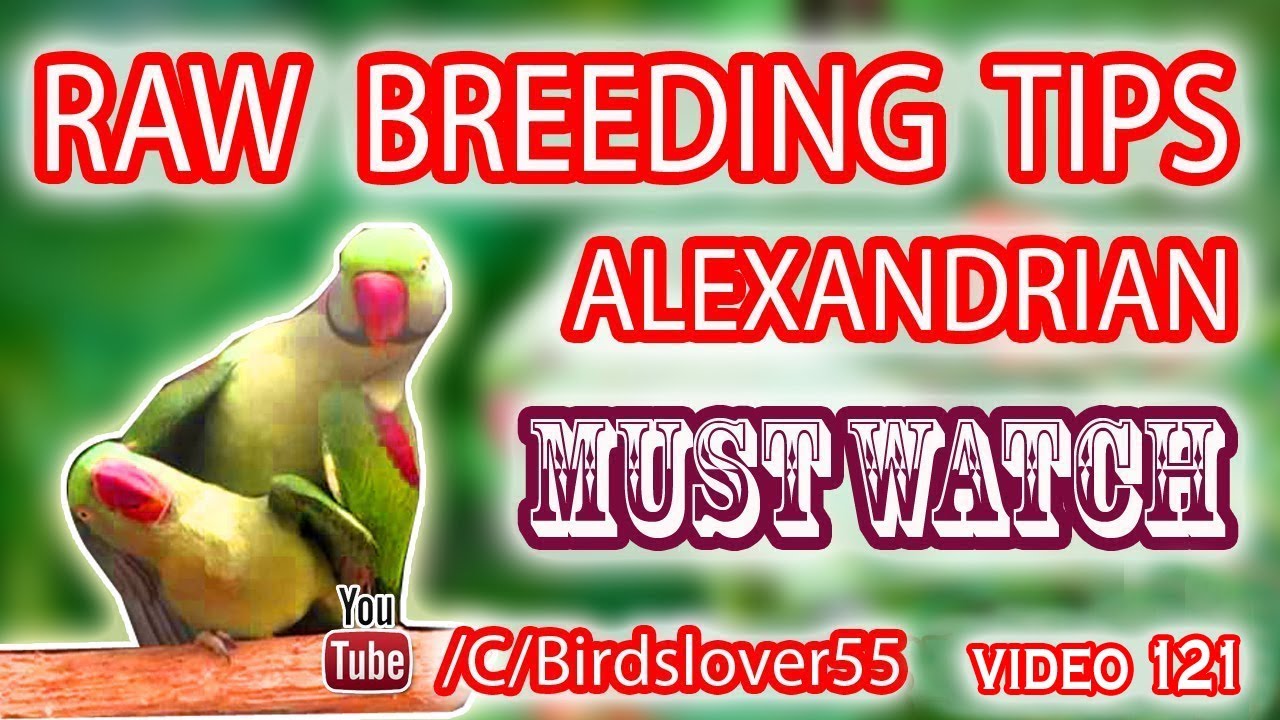 Alexandrian Breeding Tips. How To Breed Raw Parrot At Home. Video No 121