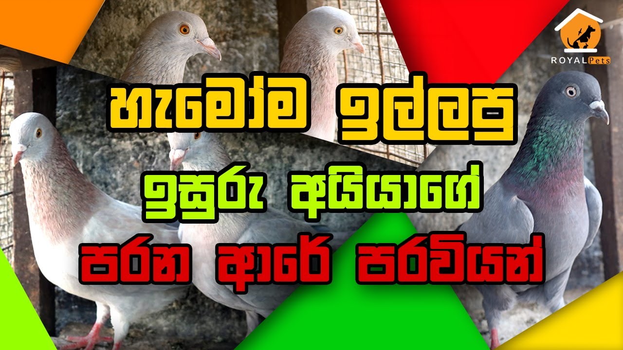 🐦 Old Types Of Sri Lankan Pigeons in Sinhala 🐦 . හැමෝම ඉල්ලපු ඉසුරු  අයියාගේ පරන ආරේ පරවියන් .