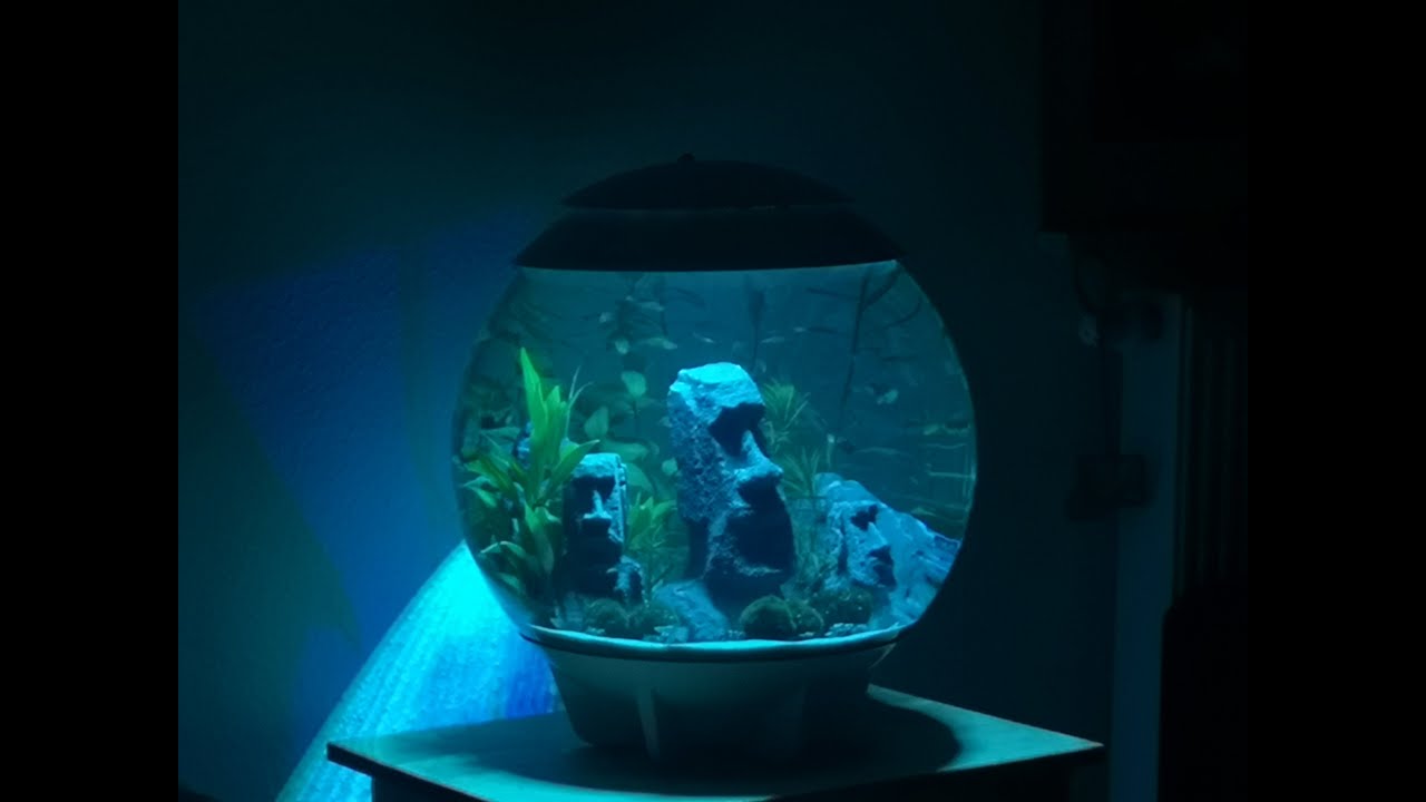 Oase biOrb HALO 60 Liter Kugelaquarium Umbau Guppys Pflanzen LED-Alexa Kompatibel Futter Automat