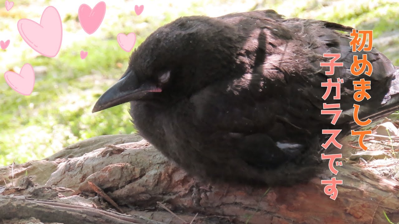 可愛い子ガラス Cute Baby Crow