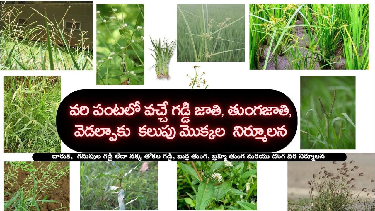 వరి పంటలో వచ్చే అన్ని ప్రధాన కలుపు మొక్కల నిర్మూలన #manasagubata #herbicides