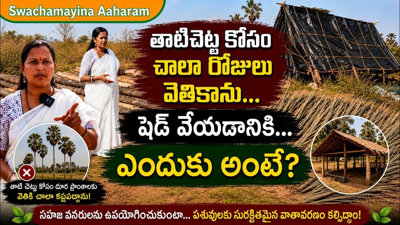 తాటిచెట్ల కోసం చాలా రోజులు వెతికాను...షెడ్ వేయడానికి...ఎందుకు అంటే...I Mana Mulam