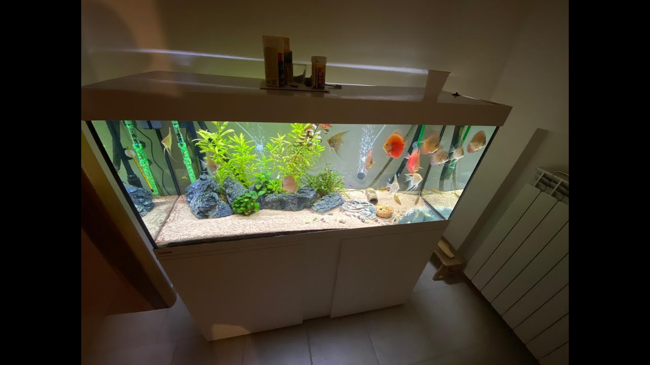 allozoo pesci DISCUS ALLEVATI CON ACQUA DI RUBINETTO
