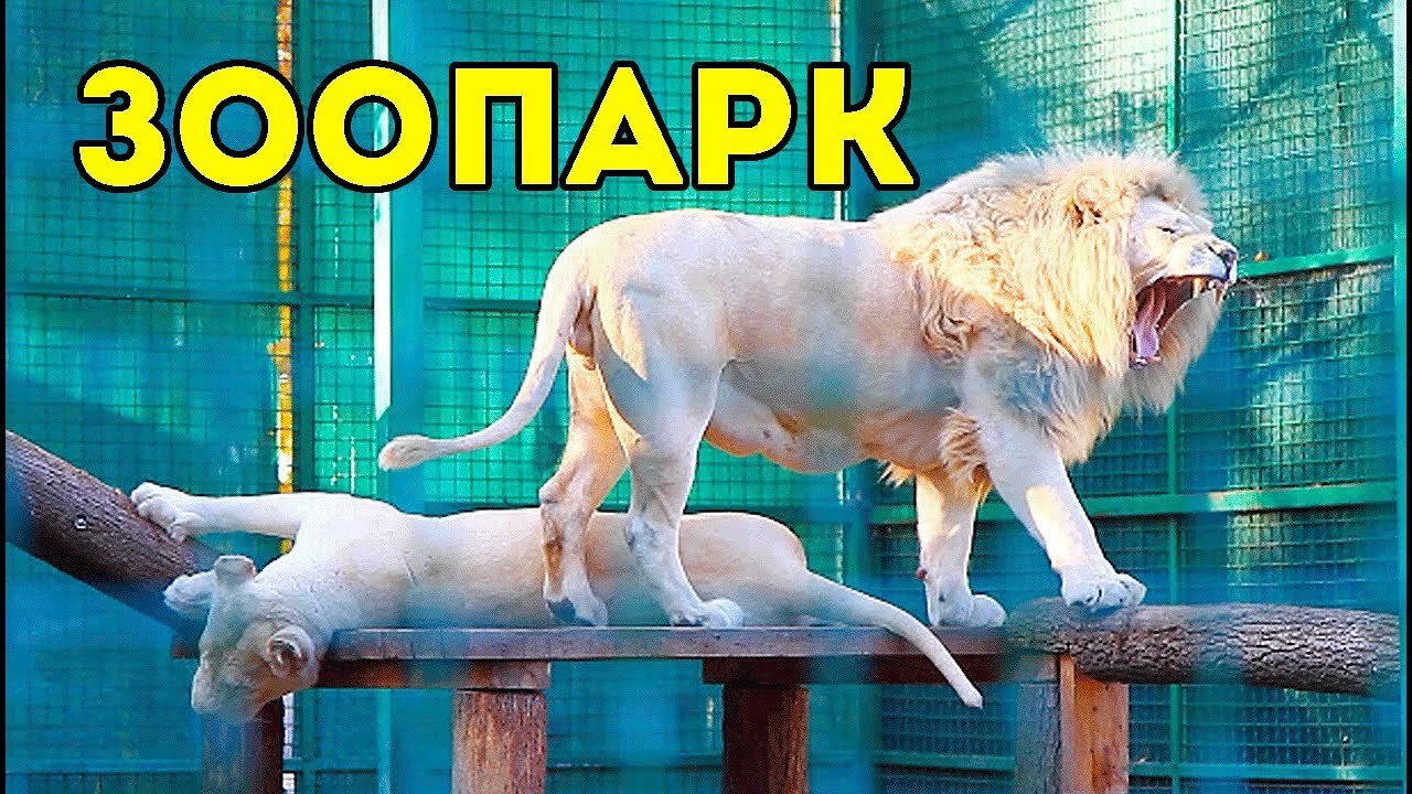 ЛУЧШИЙ ЗООПАРК СТРАНЫ? Фельдман ЭкоПарк
