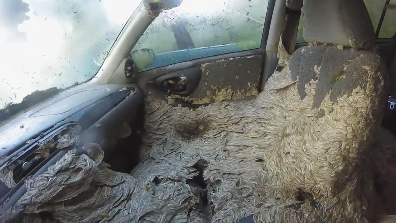 Insane Number of Wasps Take Over Car